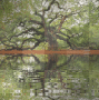 Fall Landscape Lake Waves Forest Old Tree Background_