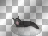 Loki-my black cat by anexsunamun_02 (10-12-2012)