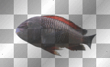 dark fish