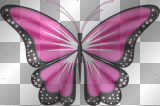 Pink and Black Butterfly
