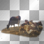animals,cow dubravka