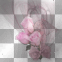 soave background pink flowers transparent curtain vintage