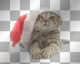 cat with christmas hat