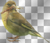 FANTASY BIRD YELLOW GREEN GRASS