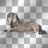 Howrse brown horse