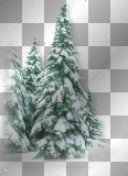 Trees tree winter 