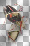 Champagne bottle new year 