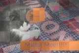 Milty Moo on a Quilt