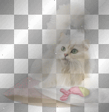 soave cat white pink
