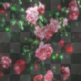 soave background flowers rose pink animated