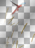artemia transparent bird-perrot-wheat-corn