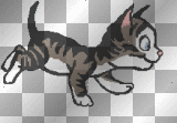 Chat qui court