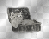 gato cat chat blanco ymialma