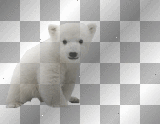 baby polar bear bl