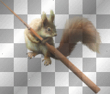 animals,squirrel  dubravka