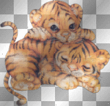 animals,cute baby tiger dubravka