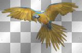 parrot
