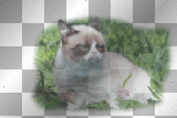 grumpy cat in the grass
