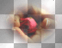 Hand wiht rose