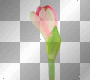 FANTASY FLOWERS ANIMATED PINK