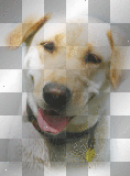 perro [zαηєѕѕα155]