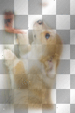 perro [zαηєѕѕα155]