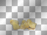 chikens pollitos