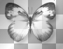Butterfly black white