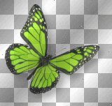 Butterfly green