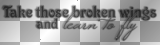 Take those broken wings and learn to fly (white and black transparent quote) [nermai]