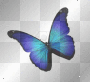mariposa azul - 1983noelia-