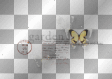 Text butterfly overlay orange