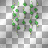 SAINT PATRICKS DAY SHAMROCKS