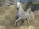 Pferd