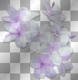 forget-me-not Flowers Purple