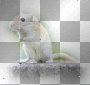 rata  ©zαηєѕѕα155ⓡ