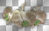 Flowers Brown