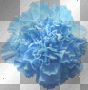 SPRING SUMMER CARNATION FLOWERS BLUE
