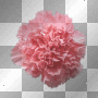 SPRING SUMMER CARNATION FLOWERS PINK