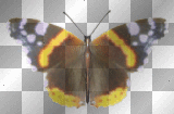 FANTASY EMO ORANGE BUTTERFLY ANIMATED