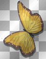 Yellow butterfly_