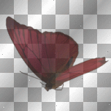 Butterfly Vintage burgundy red deco scrap EndlessImpressions