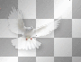 Dove