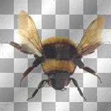 artemia transparent insect-insecte bee-abeille