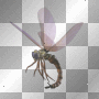 artemia transparent insect-insecte dragonfly-libellule