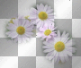 Daisys