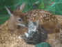 cat kitty vykie deer