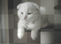 katze
