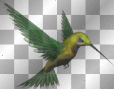 Humming Bird - TracyMcGibbon