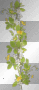soave leaves flowers green yellow